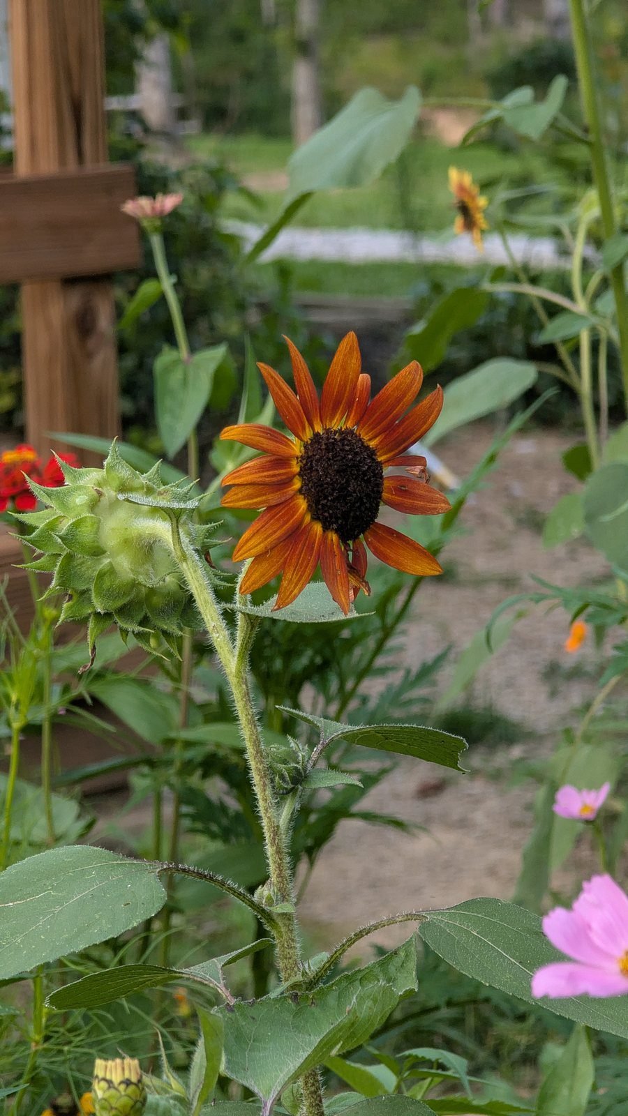 Bronze and cream sunflower