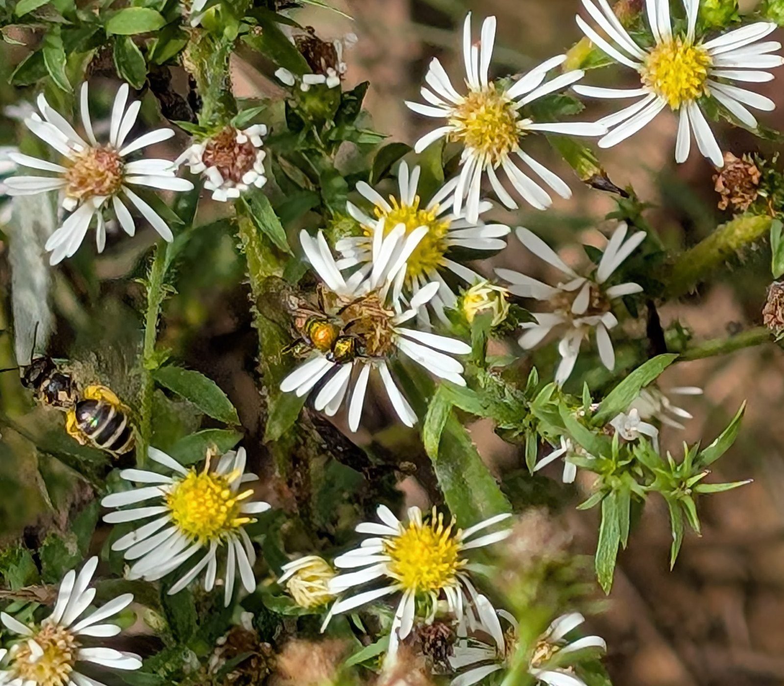 A striped sweat bee and a metallic green sweat bee on small white asters