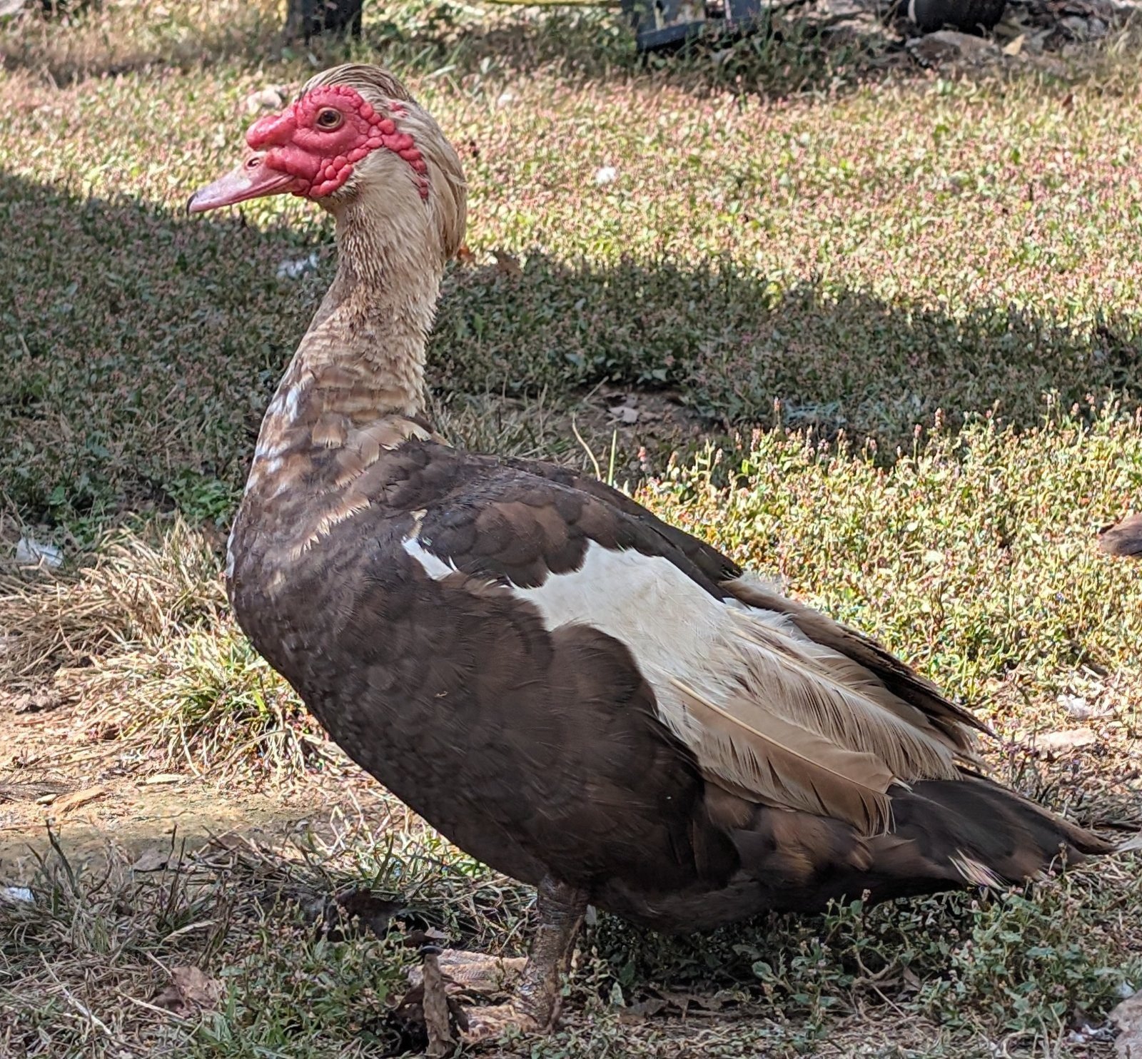 Tony, a Muscovy drake with a red face, standing in the grass
