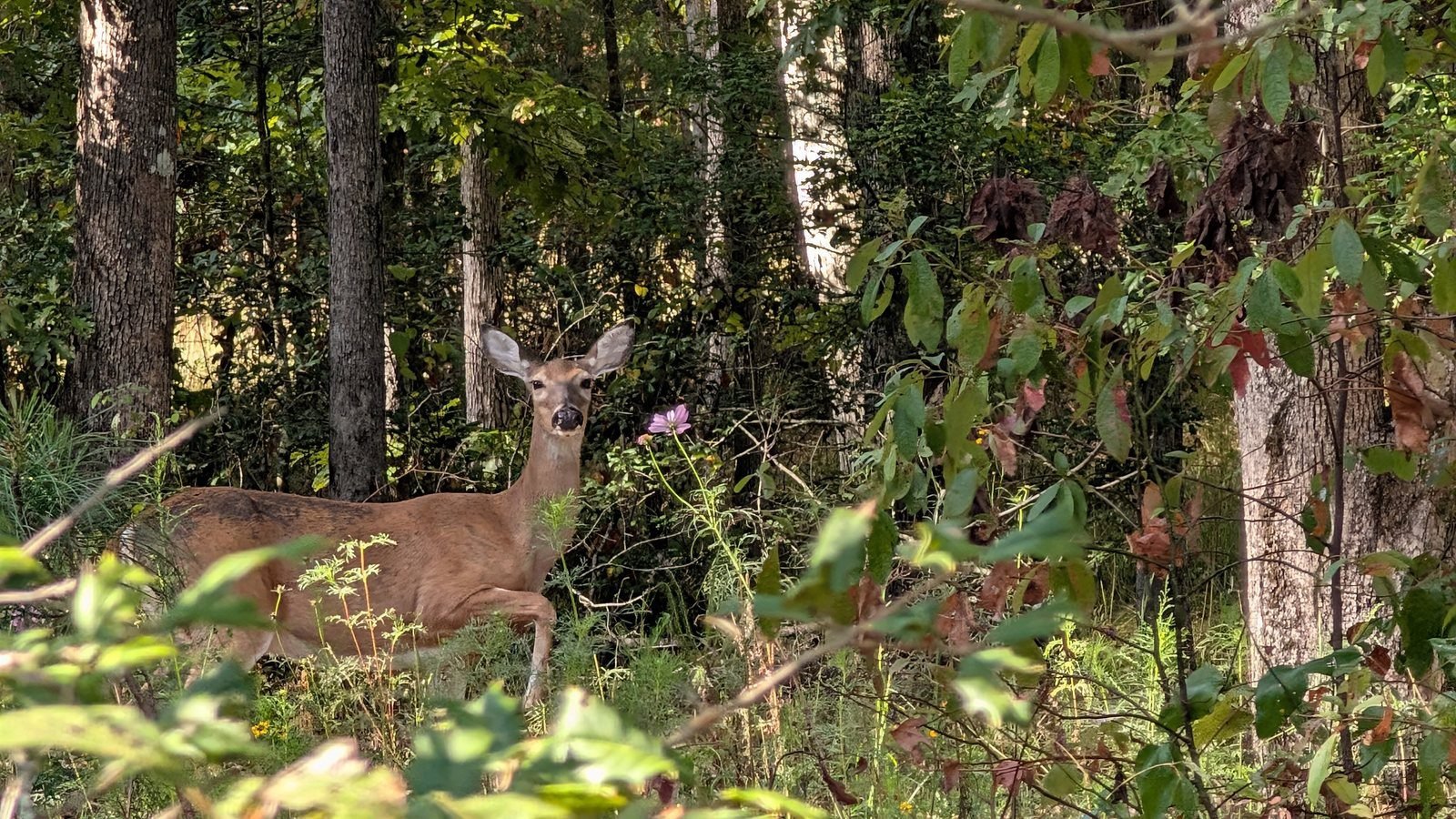 White-tailed deer doe in the woods with one front leg raised, about to stomp