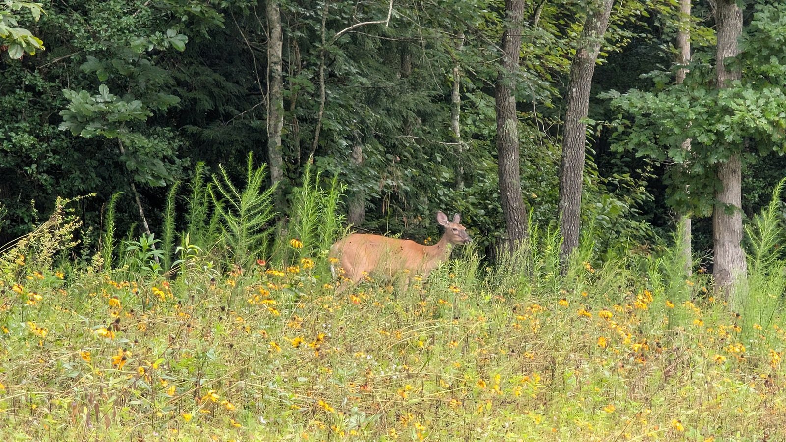 White-tailed deer standing in black-eyed Susans at the edge of the woods