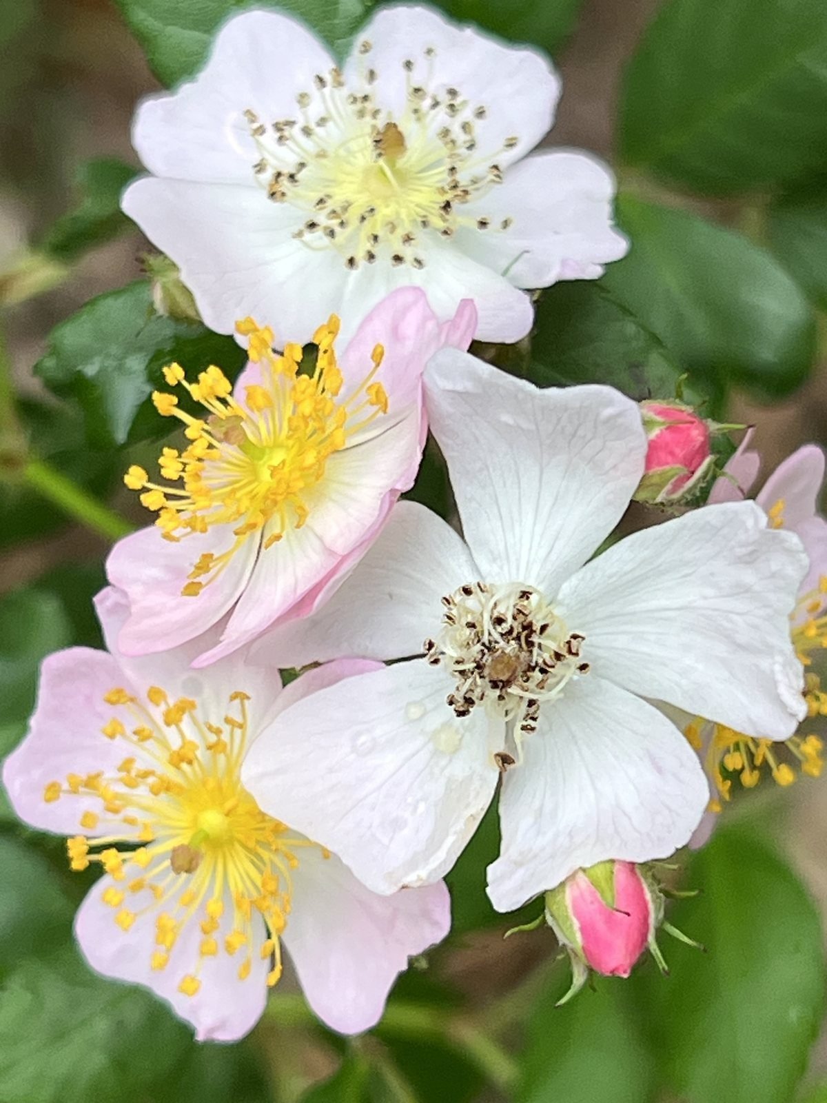 White wild rose flowers, likely invasive multiflora rose