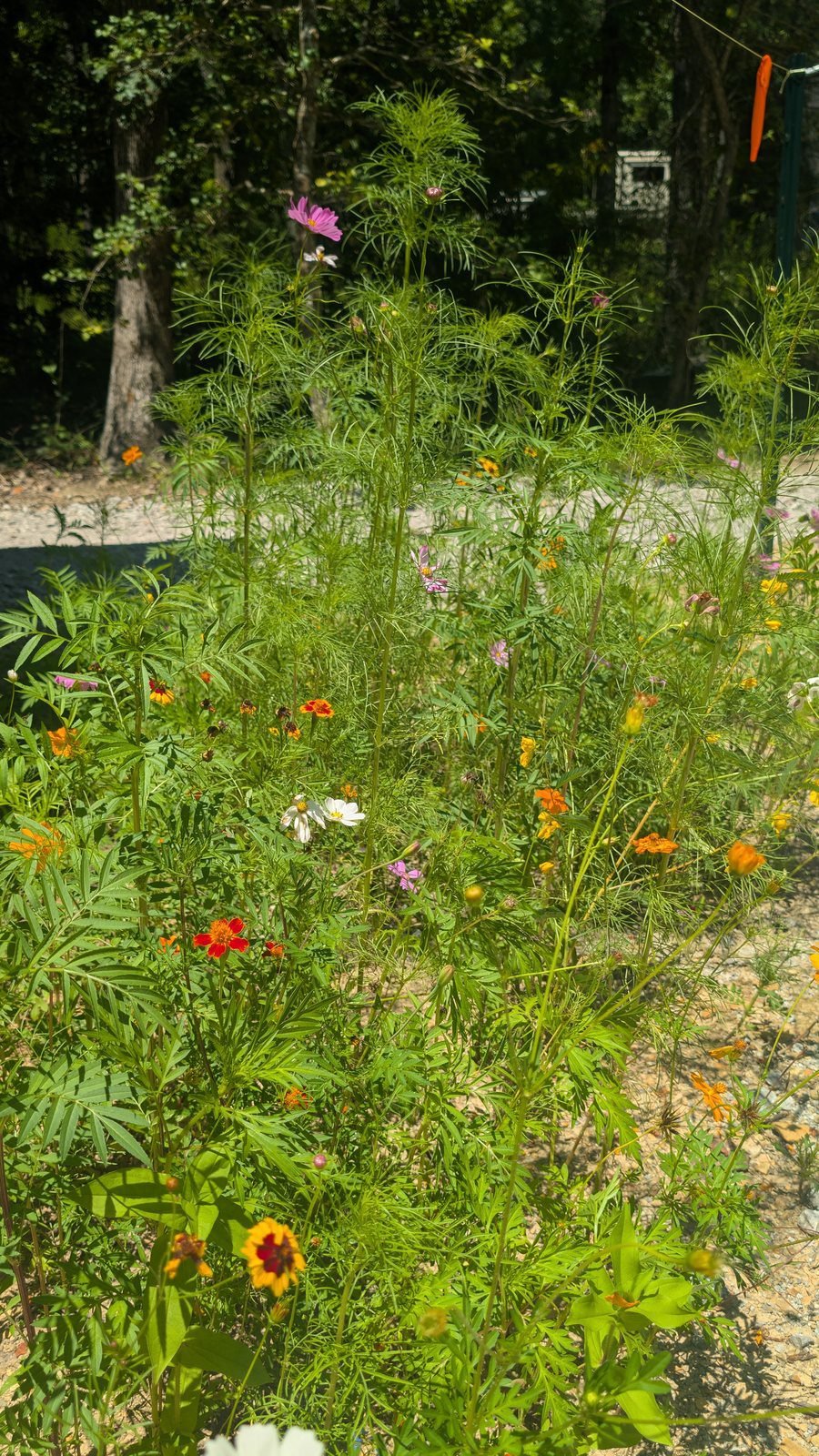 Mixed wildflower bed with cosmos, sulphur cosmos, French marigold and coreopsis