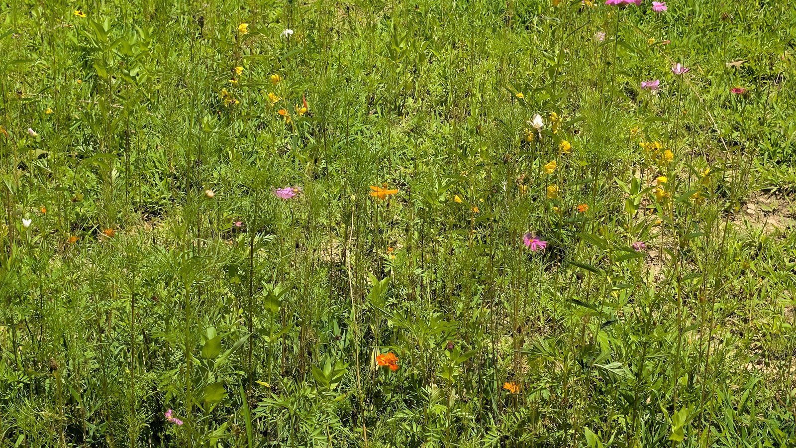 Wildflower bed at The Getaway on Ranger Creek with cosmos, sulphur cosmos, partridge pea and coreopsis growing together