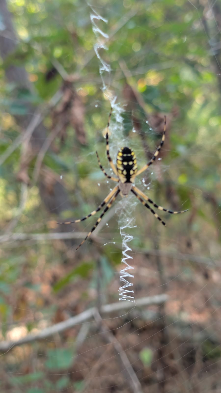 Yellow garden spider in its web with a zigzag pattern