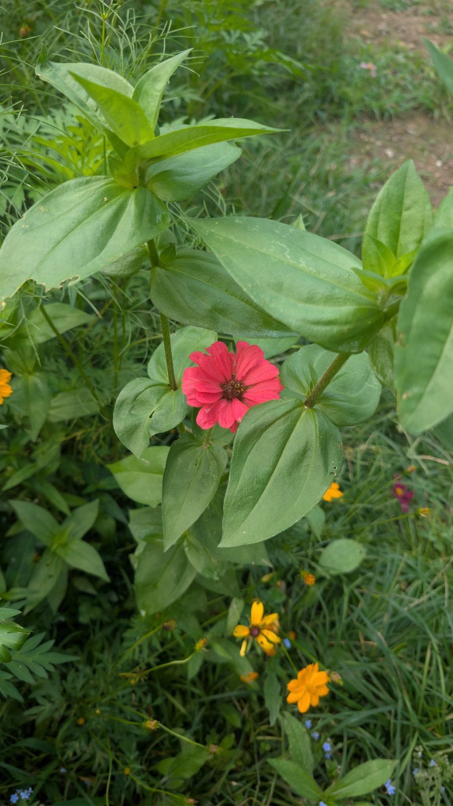 Pink zinnia flower